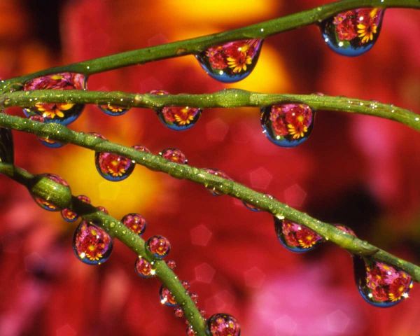 OR, Portland Garden flowers reflect in dewdrops